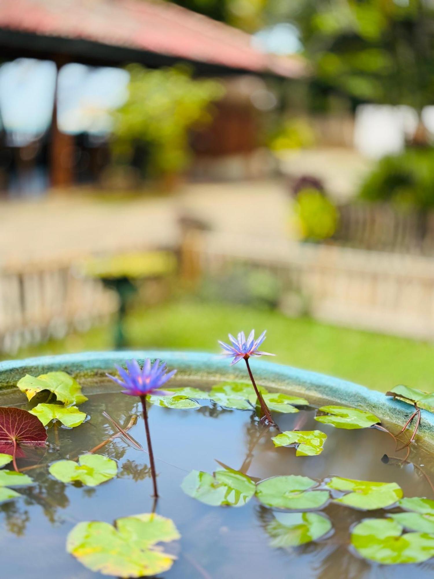 Balance Beach Resort Dikwella Bagian luar foto