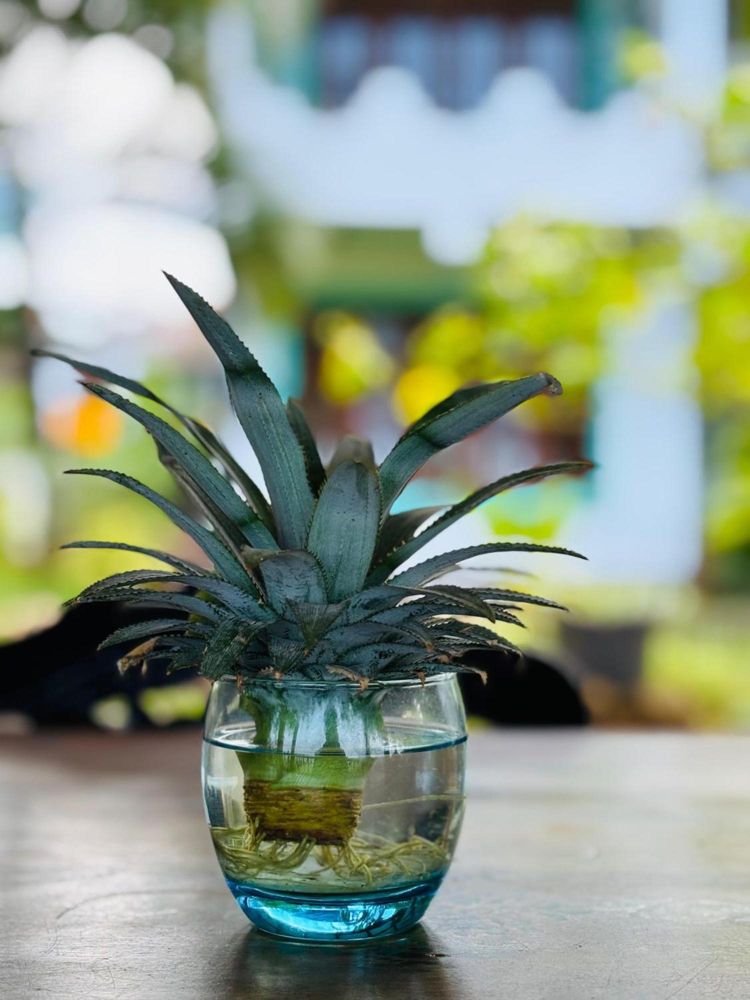 Balance Beach Resort Dikwella Bagian luar foto